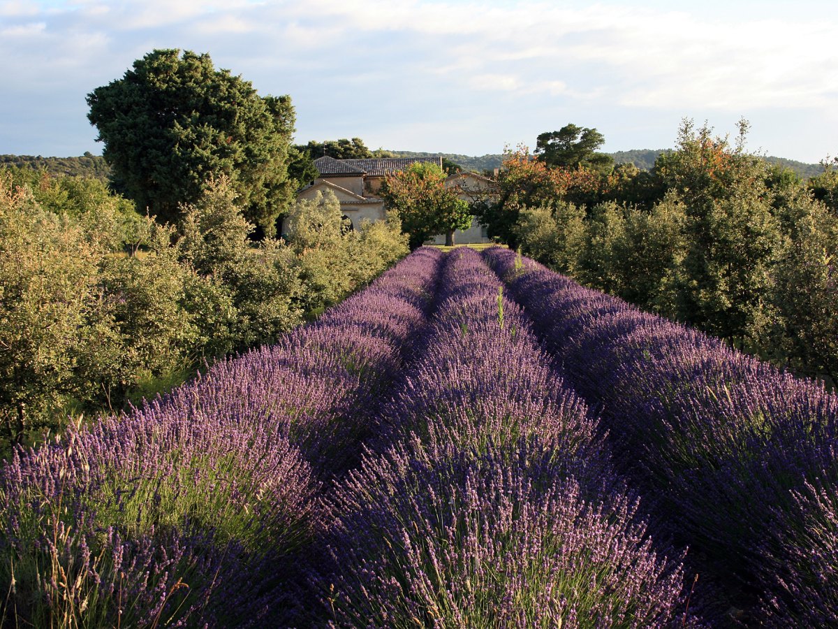L’agroForestazione: un’opportunità anche per le piante&nbsp;officinali