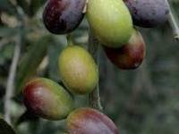 PSR Umbria 2014-2020: Filiera&nbsp;olivicola