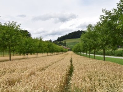 Bando forestazione e sistemi agroforestali&nbsp;Toscana