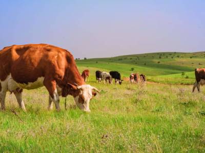 Bando csr toscana – Investimenti produttivi&nbsp;agricoli